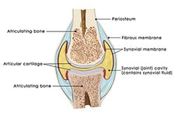 knee joint 