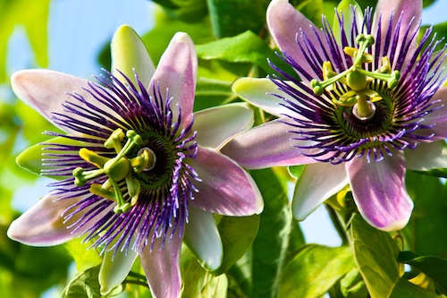 Passionflower is one of the best natural supplements for menopause