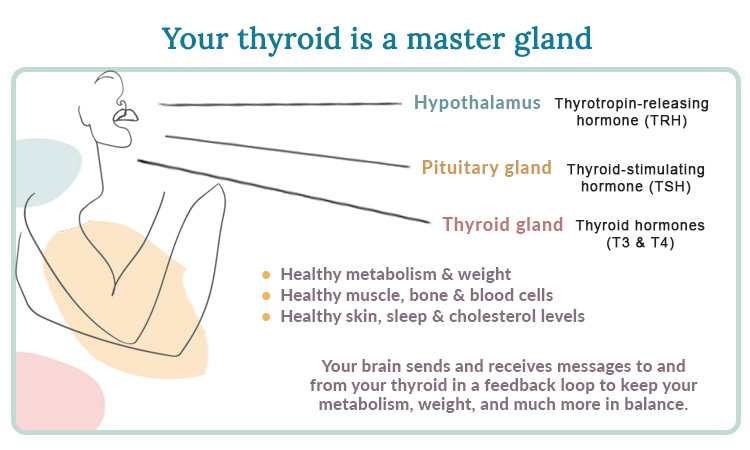 thyroid master gland